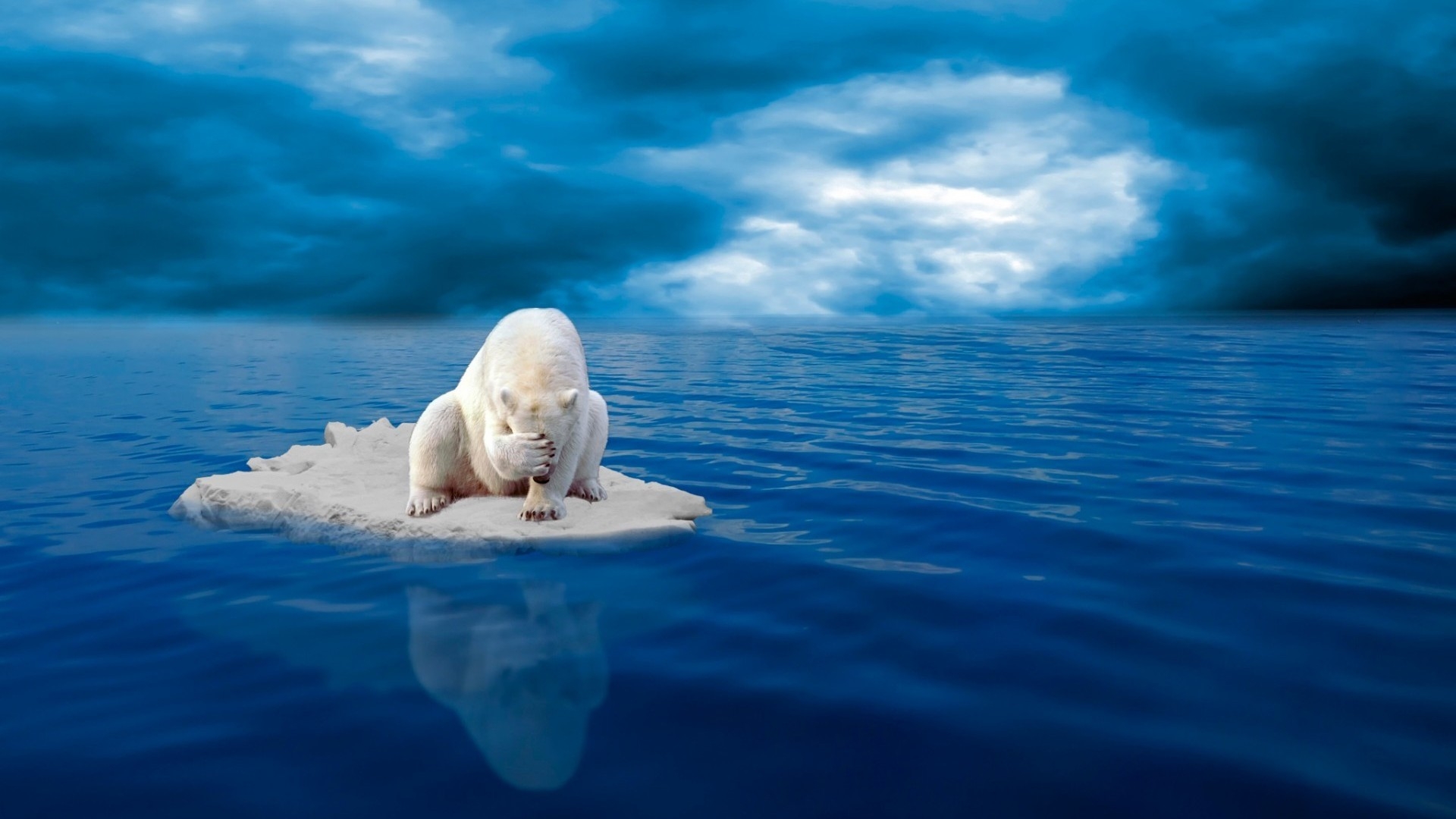 Sad polar bear on ice in the middle of sea