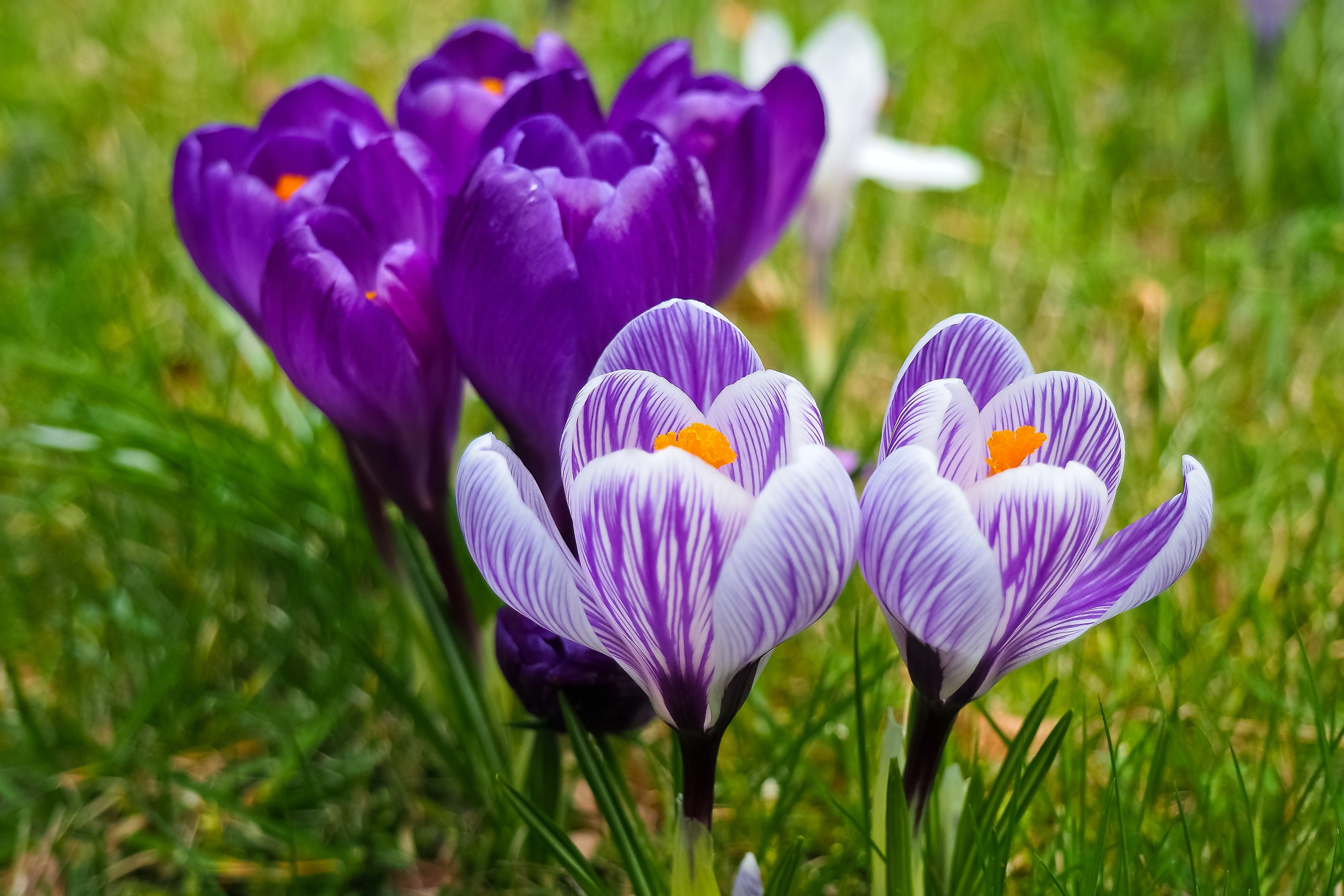 Wonderful purple and white crocuses spring flowers