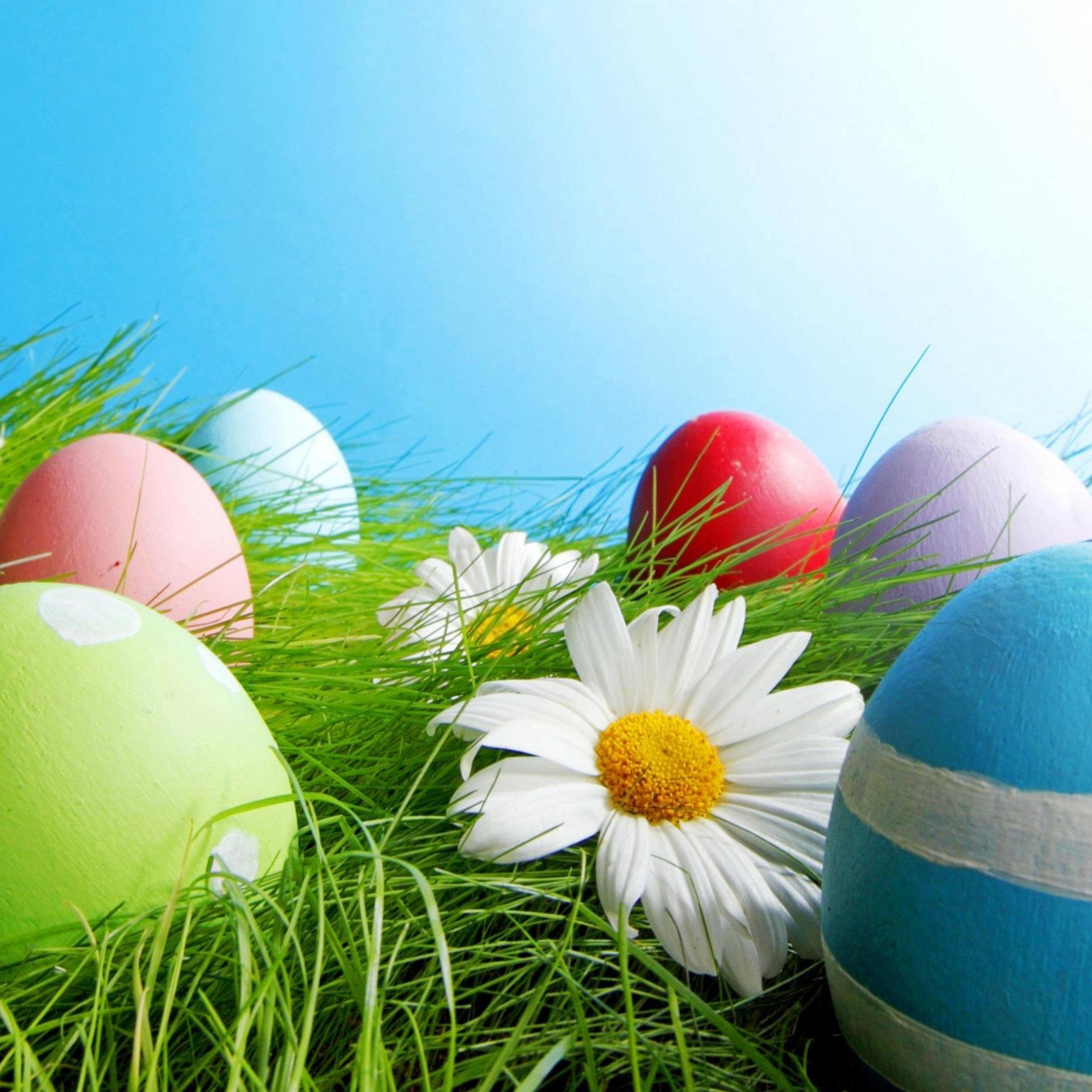 White flower and colorful Easter eggs - HD wallpaper
