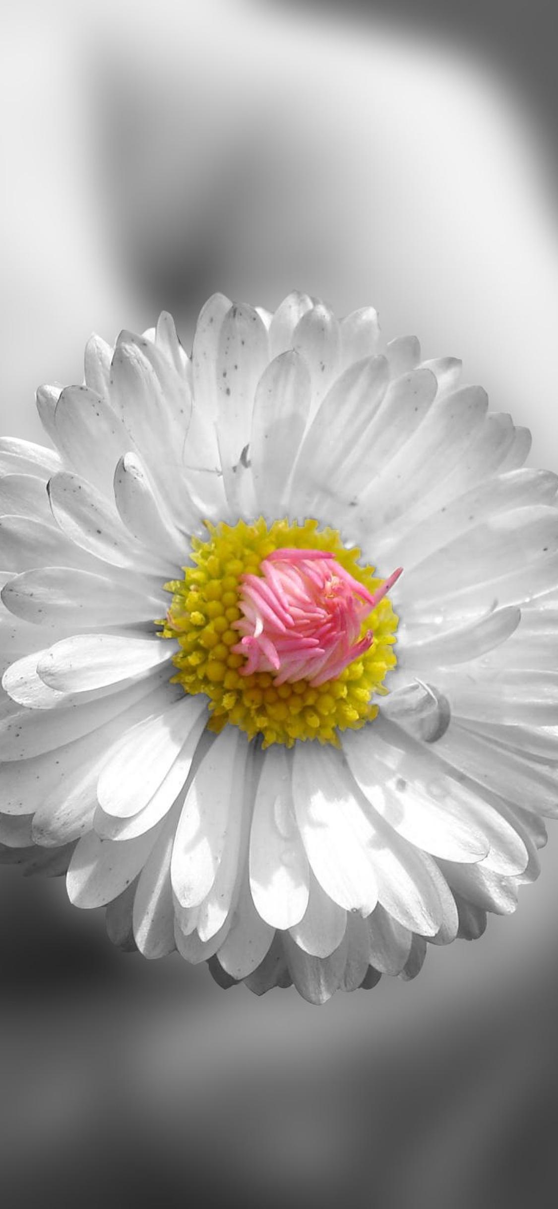 A delicate white flower - HD wallpaper