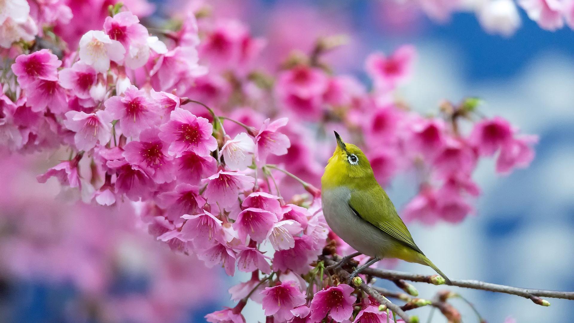 Beautiful Japanese cherry blossom tree - Bird sing spring
