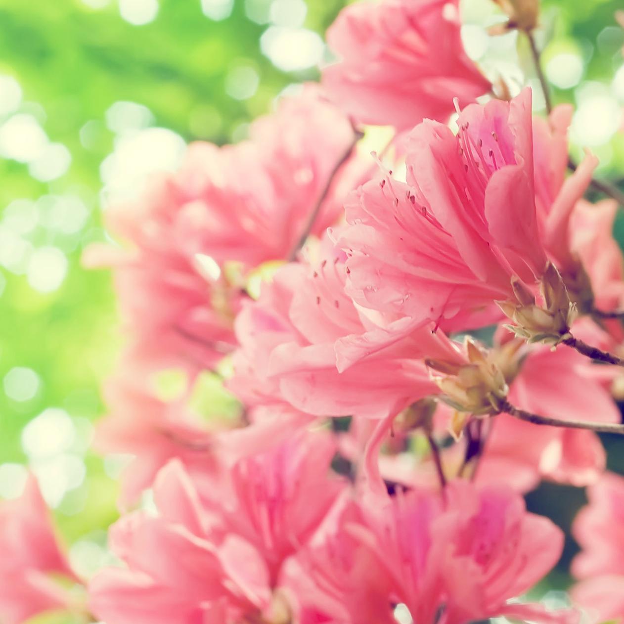 Beautiful pink spring flowers - HD nature wallpaper