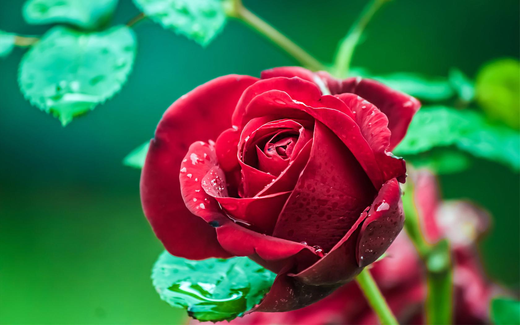 Beautiful red rose with raindrops in the garden