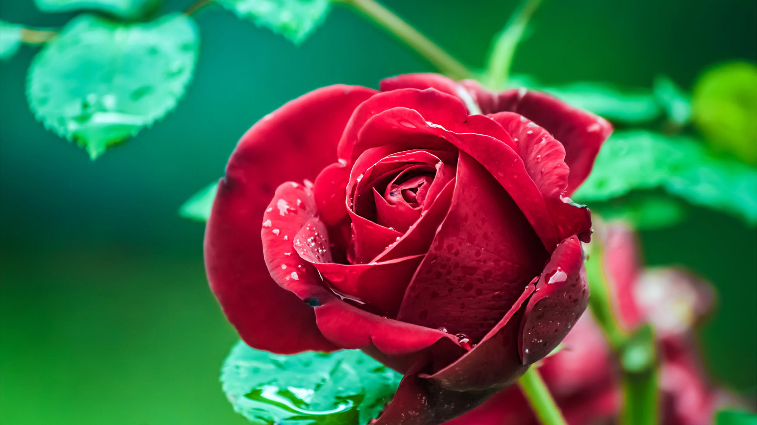 Beautiful red rose with raindrops in the garden