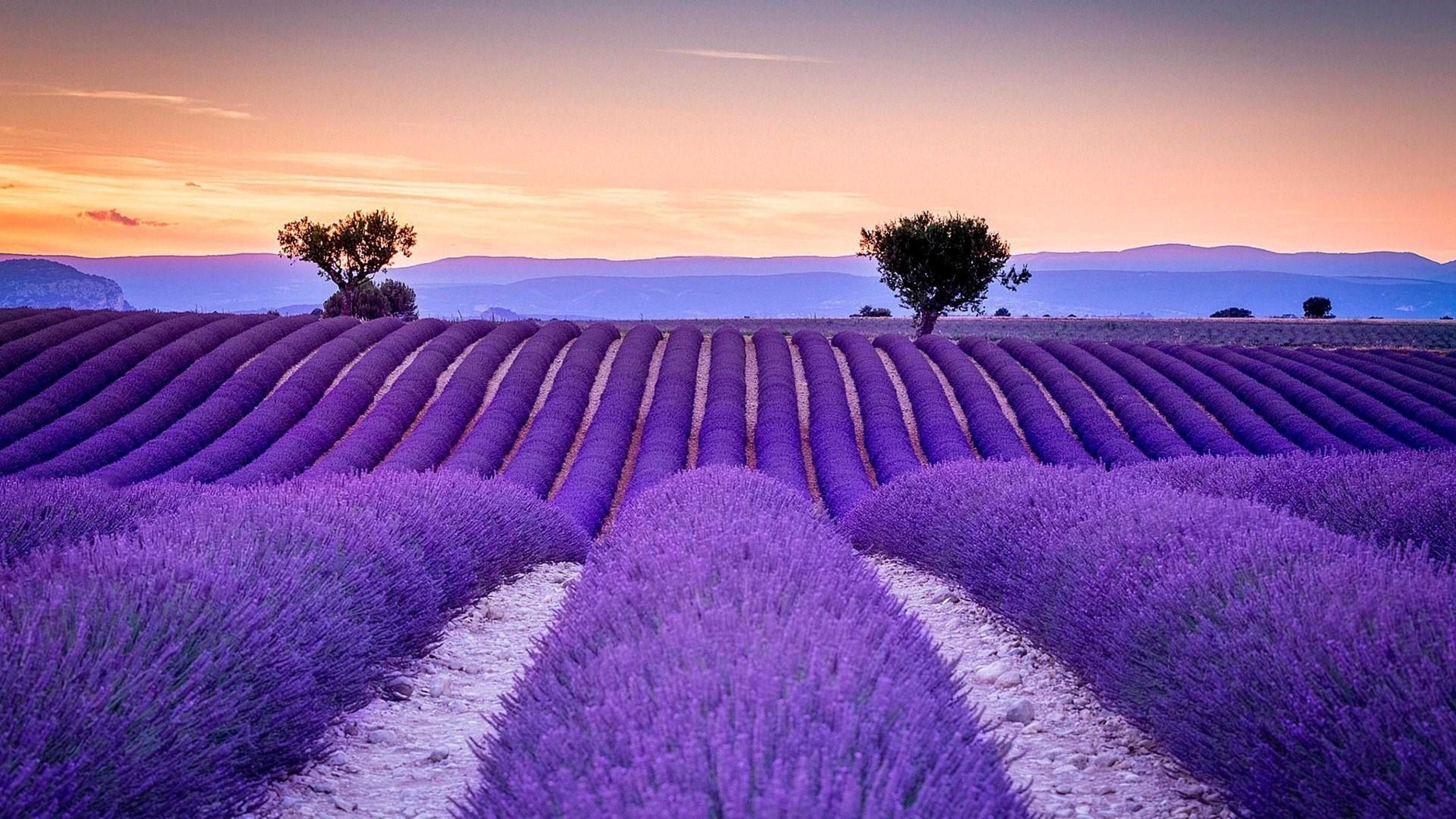 Big wonderful Lavender field - Love purple color and perfume