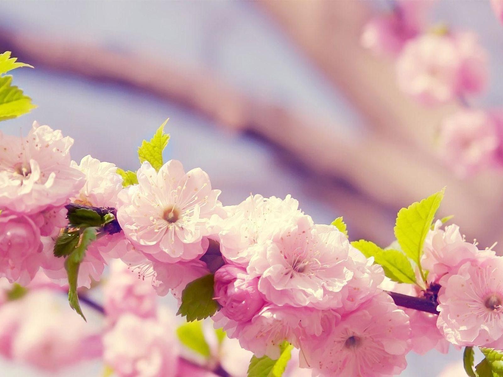 Blossom cherry flowers - HD spring season time wallpaper
