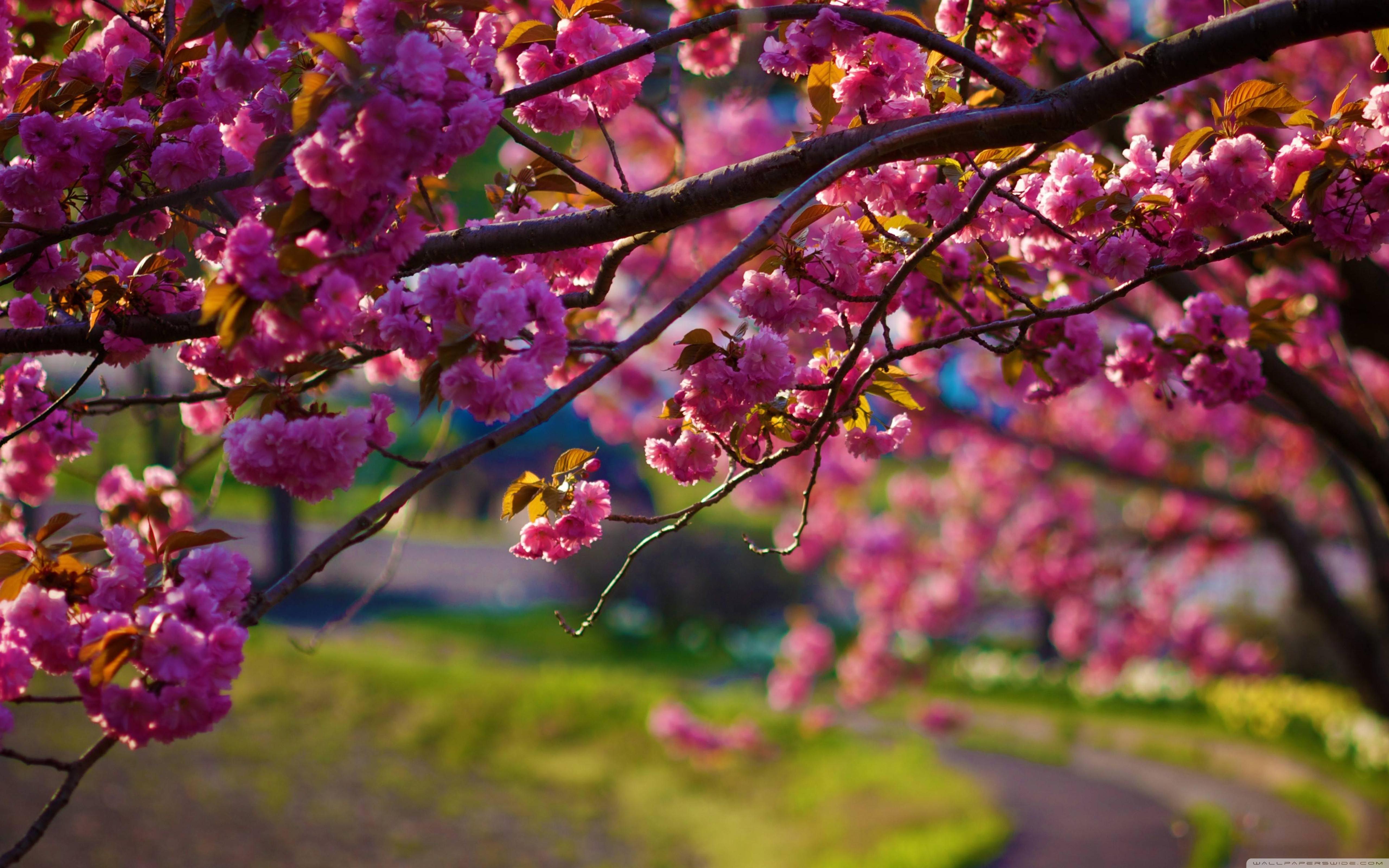 Фото весны красивые на заставку телефона. Цветущие деревья. Цветущие деревья весной.
