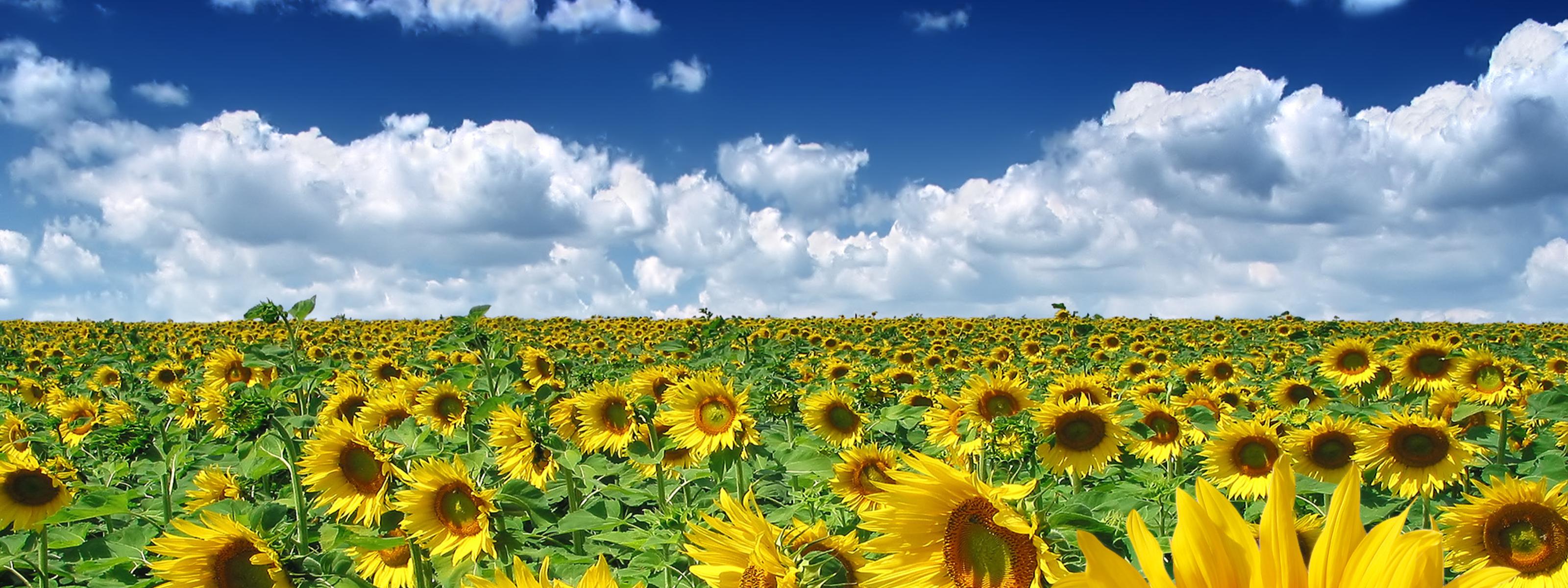 Download Golden Sunflower field in a summer hot day Dual 1600x1200.