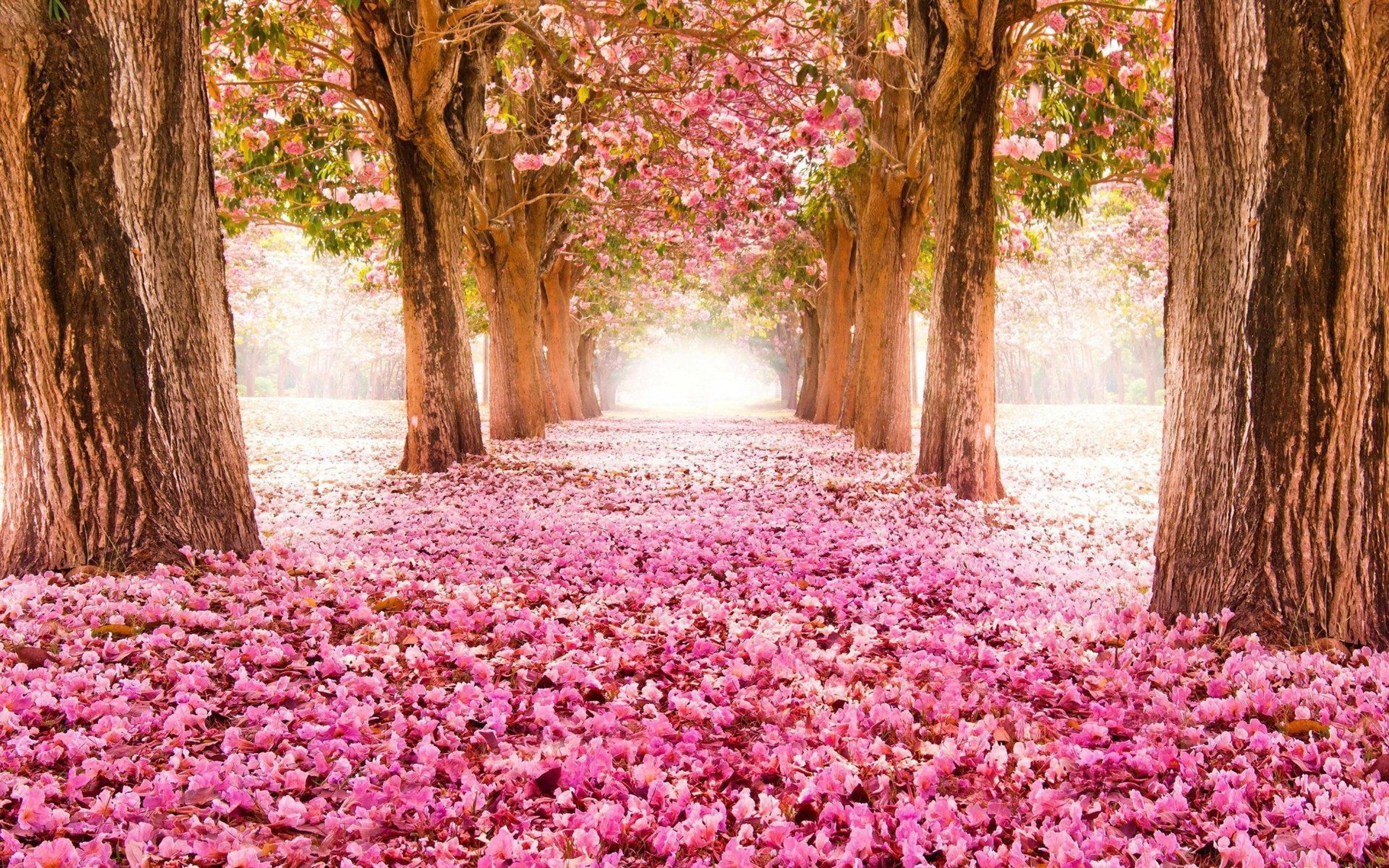 Path in the park full with cherry pink flowers -HD wallpaper