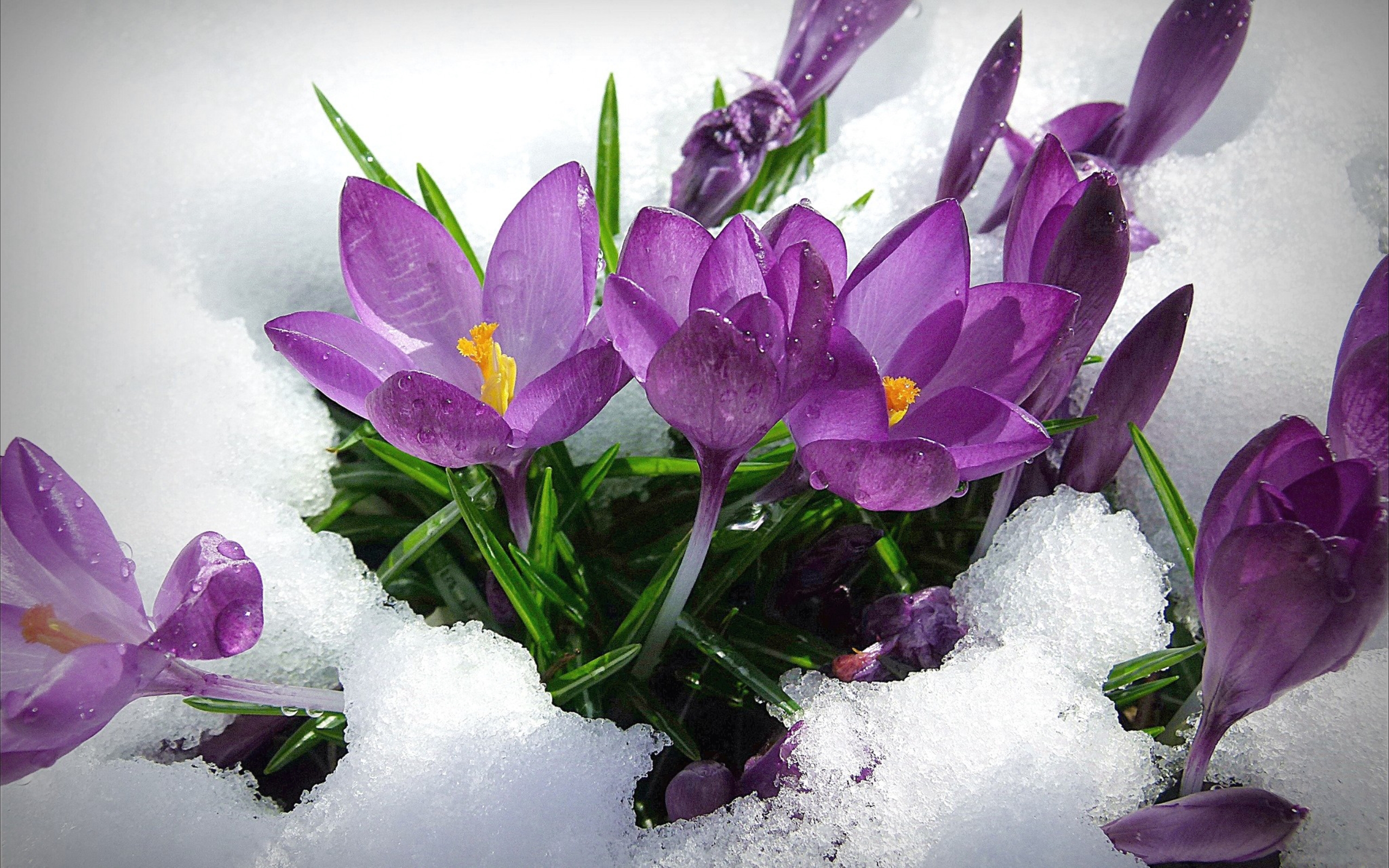 Purple spring flowers in the snow - HD wallpaper