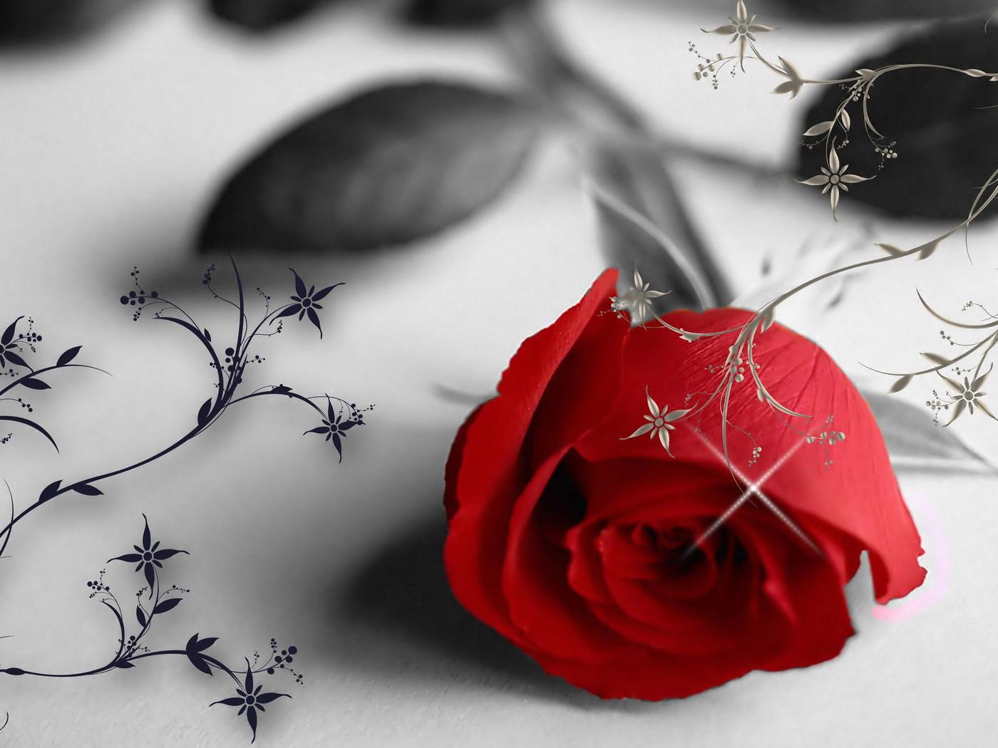 Red rose in a black and white wallpaper - love moments
