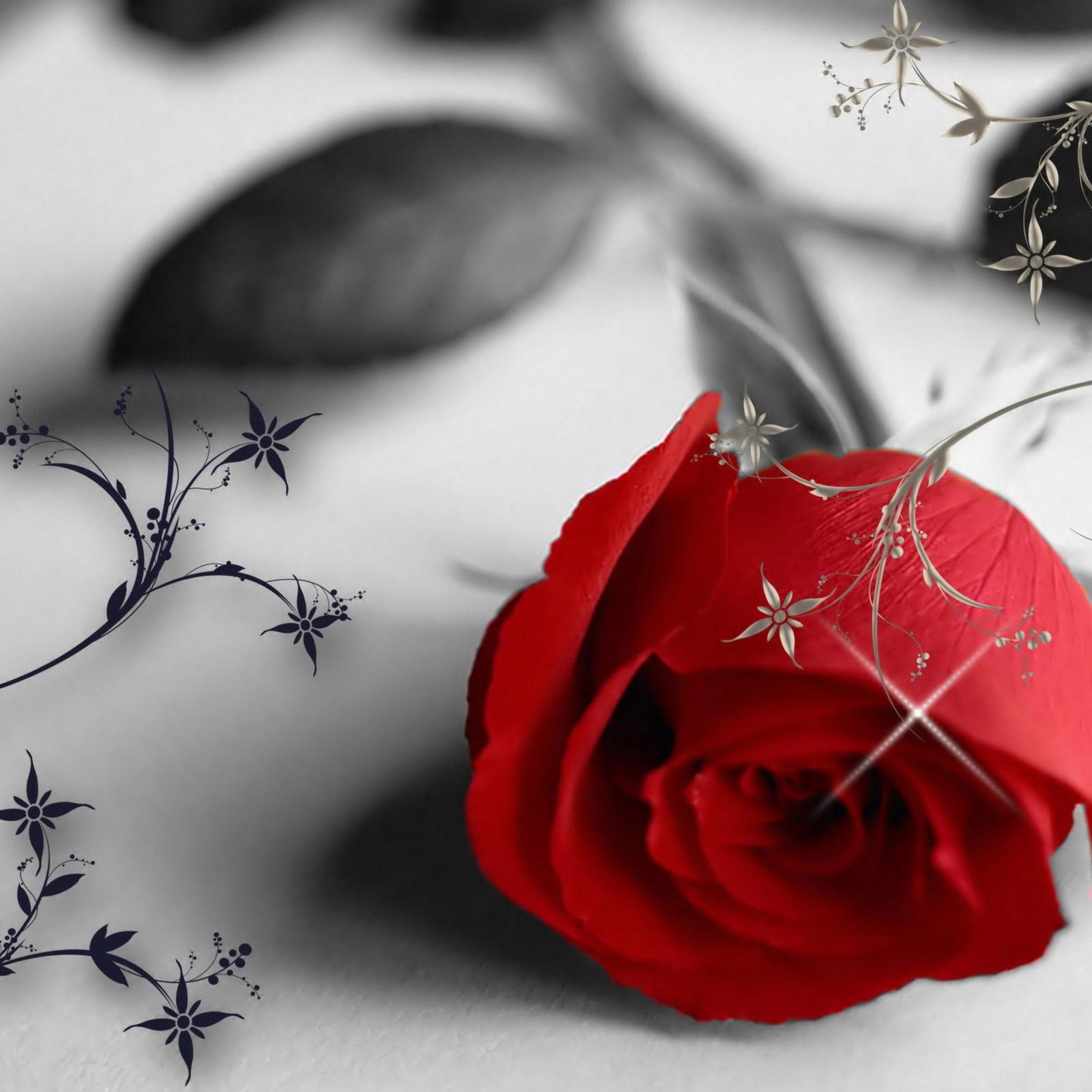 Red rose in a black and white wallpaper - love moments