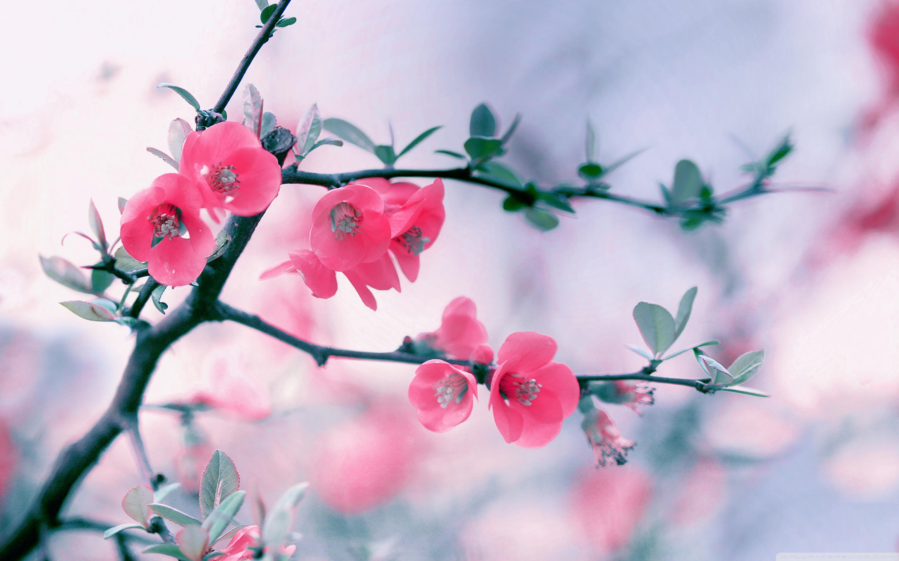 Red spring flower - HD wallpaper