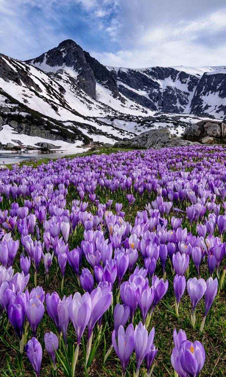 Spring purple flowers on a Natural Park near mountains