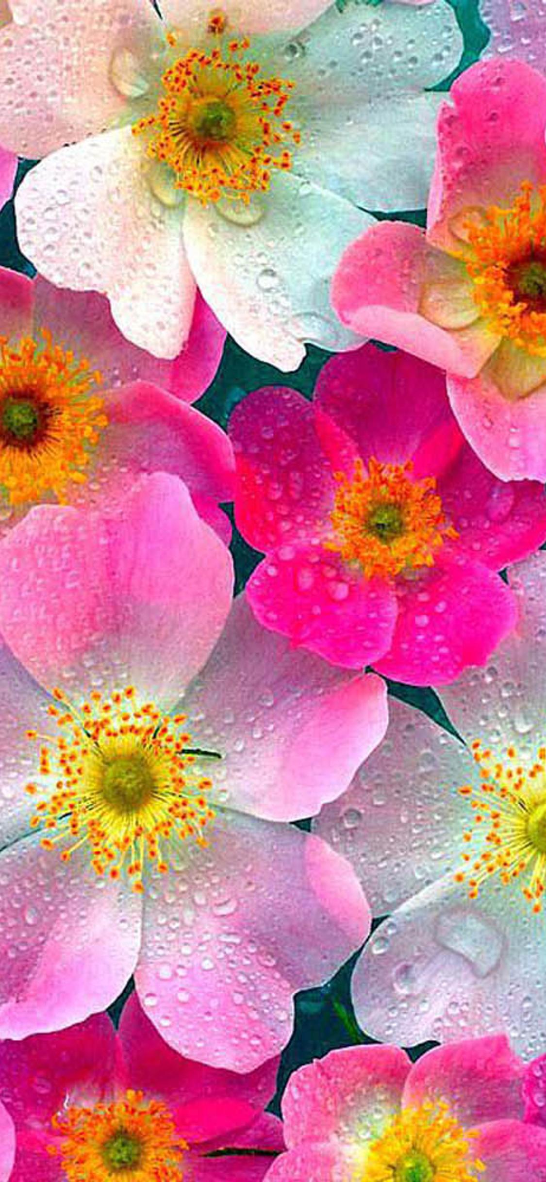 White and pink flowers with water drops