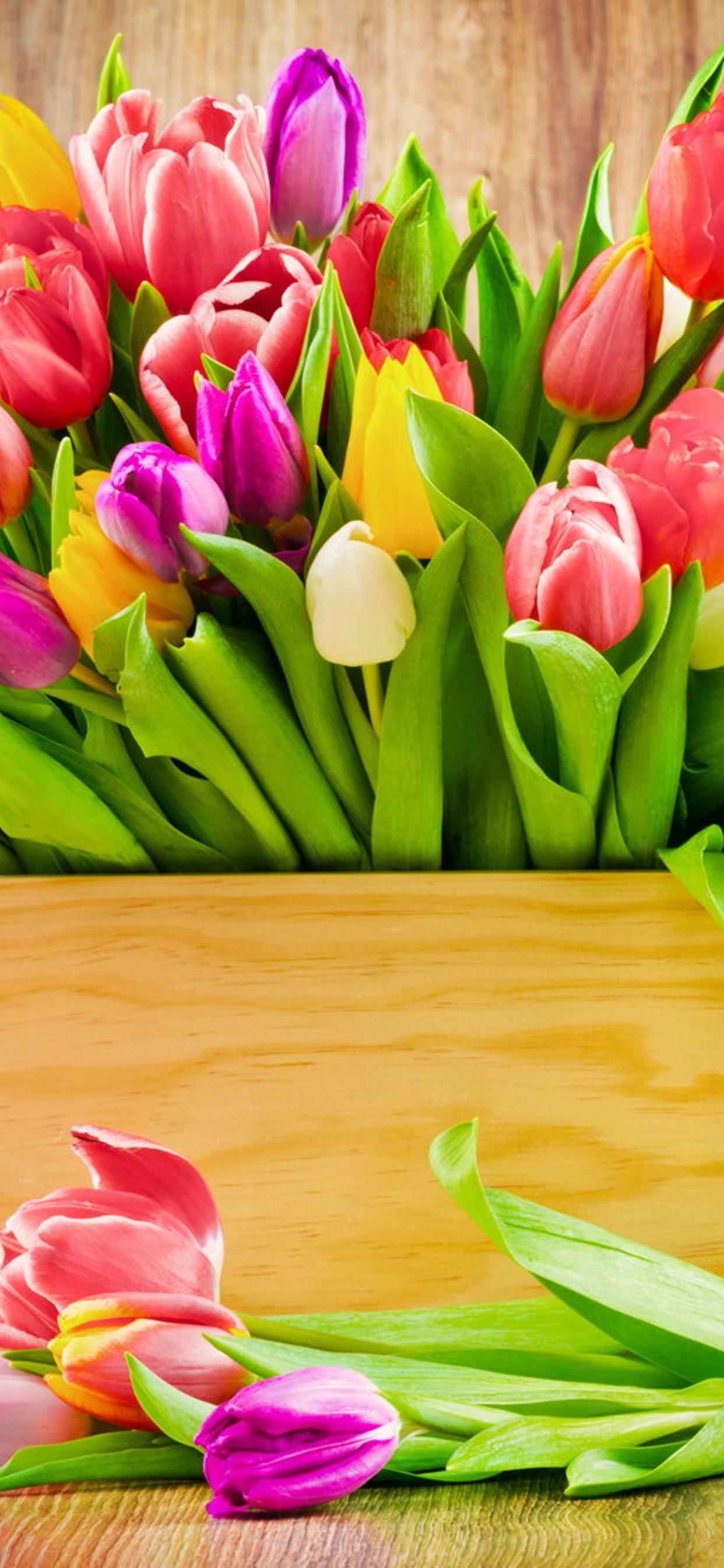 Wonderful bouquet of colorful tulips - HD wallpaper