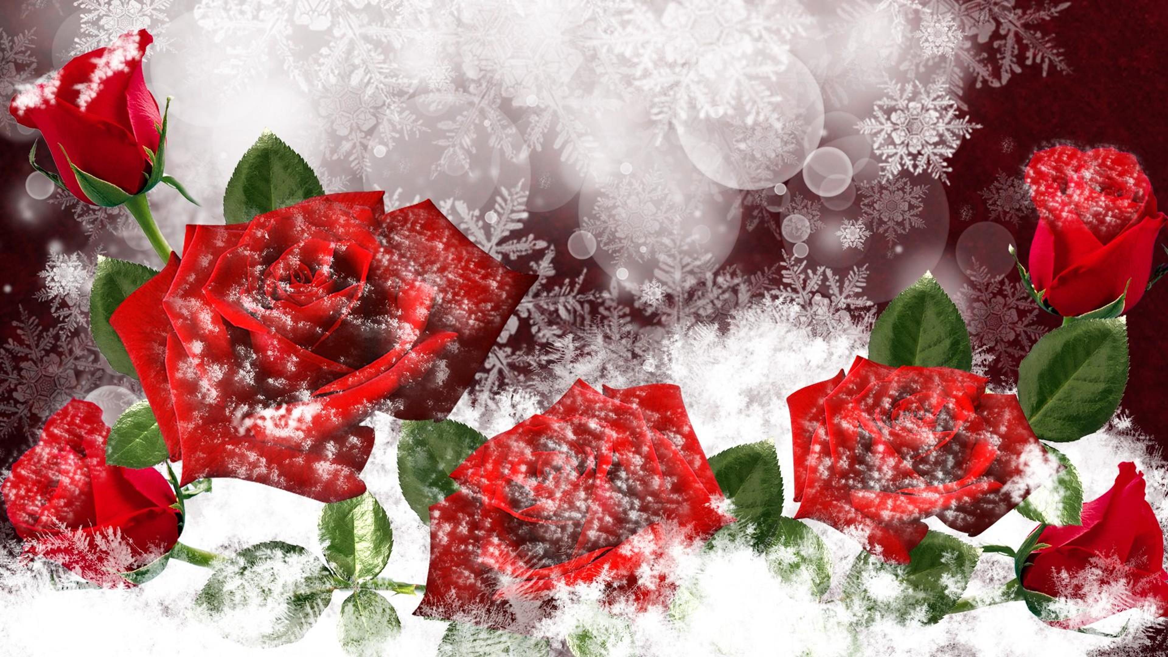 Wonderful red frozen roses - HD winter wallpaper