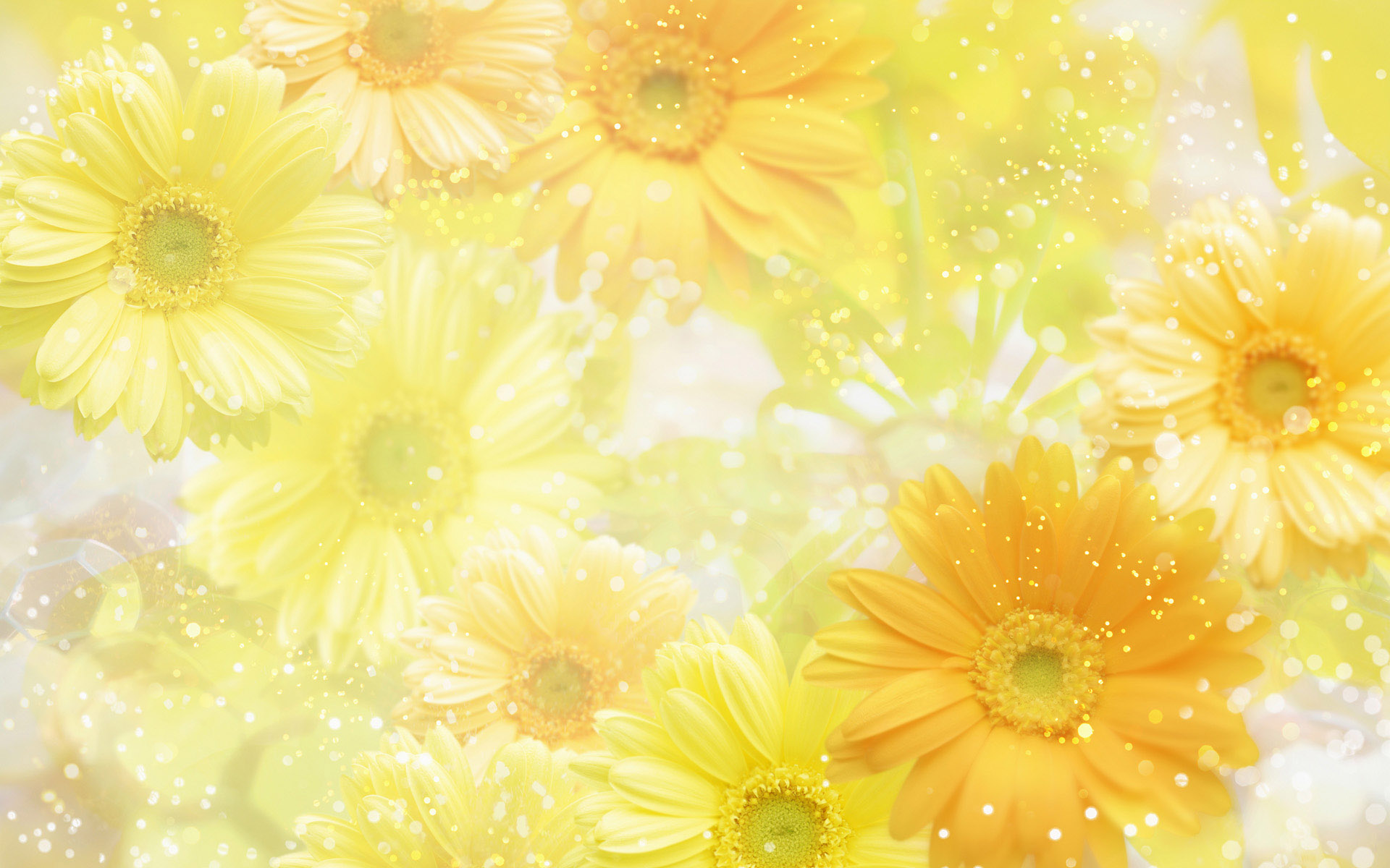Wonderful yellow flowers on the screen - HD wallpaper