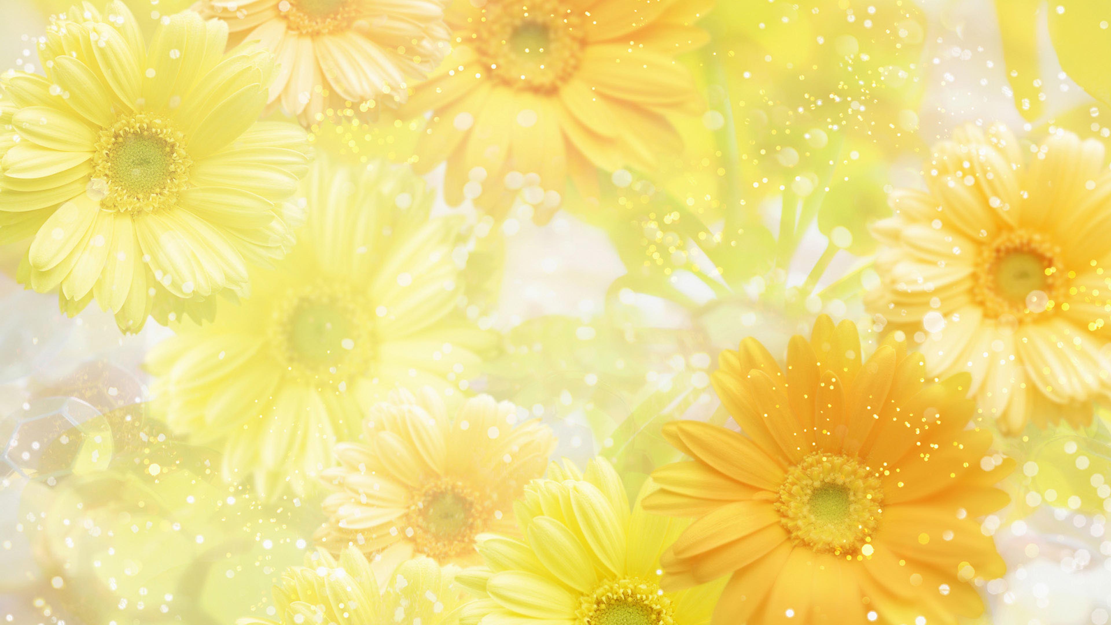 Wonderful yellow flowers on the screen - HD wallpaper