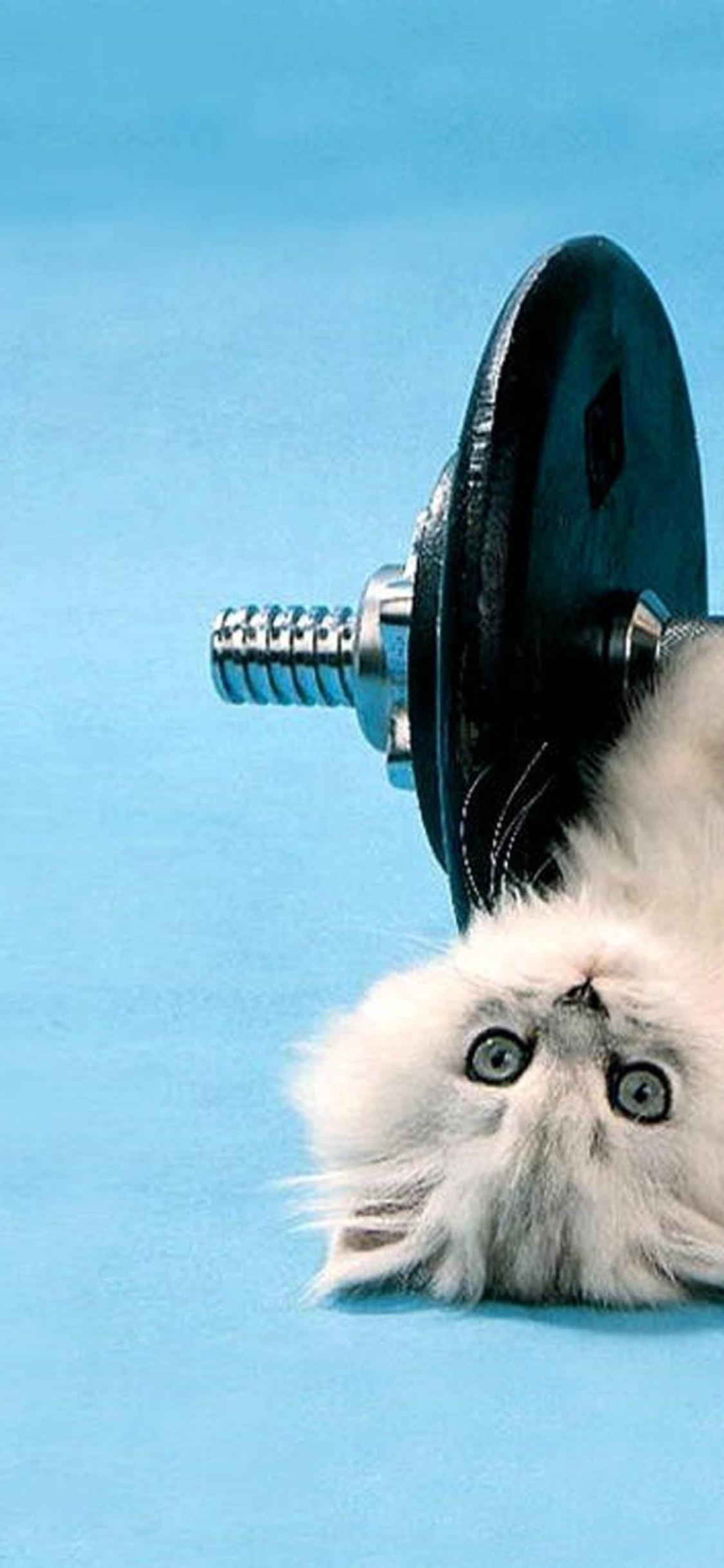 Cute white cat lifting weights - Cat at gym