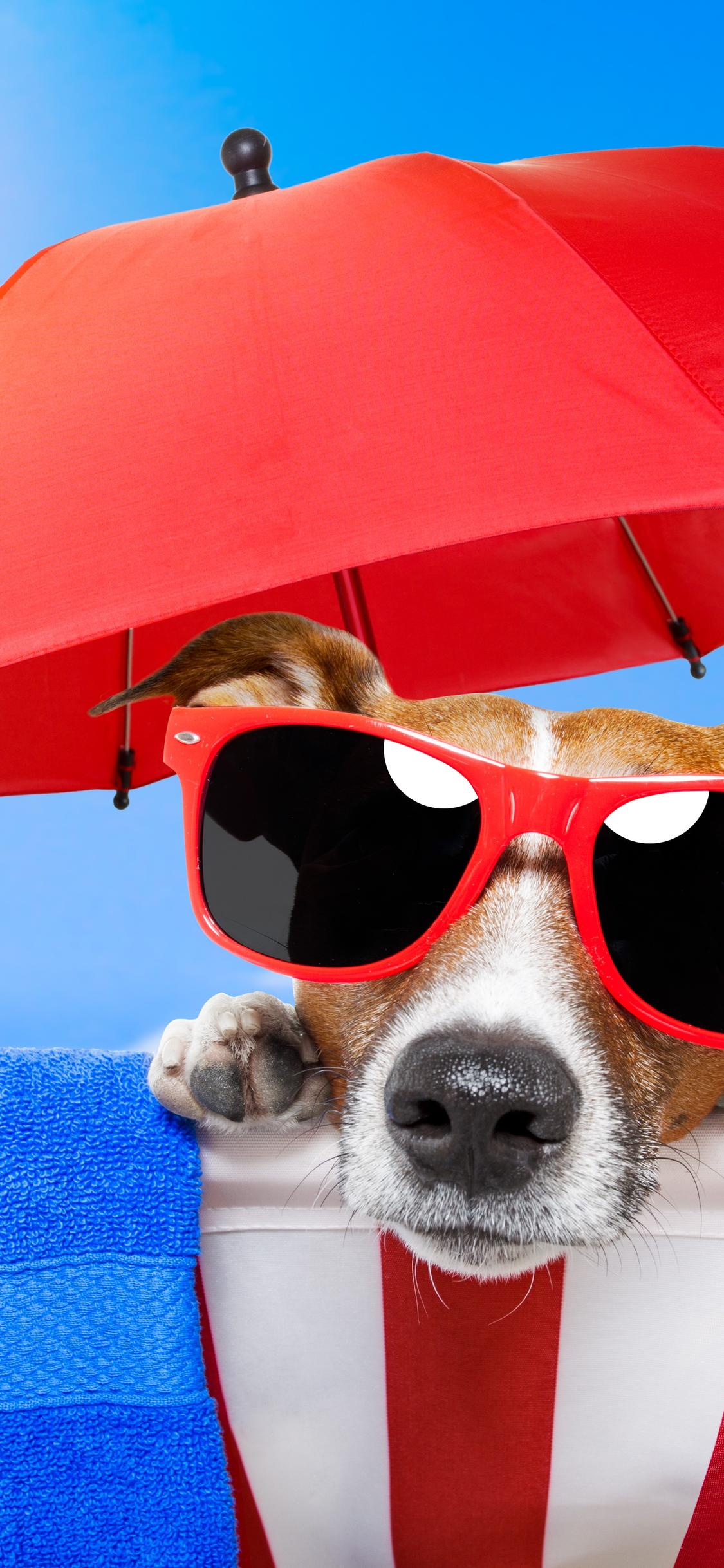 Hot summer days at the beach - funny dog with sunglasses