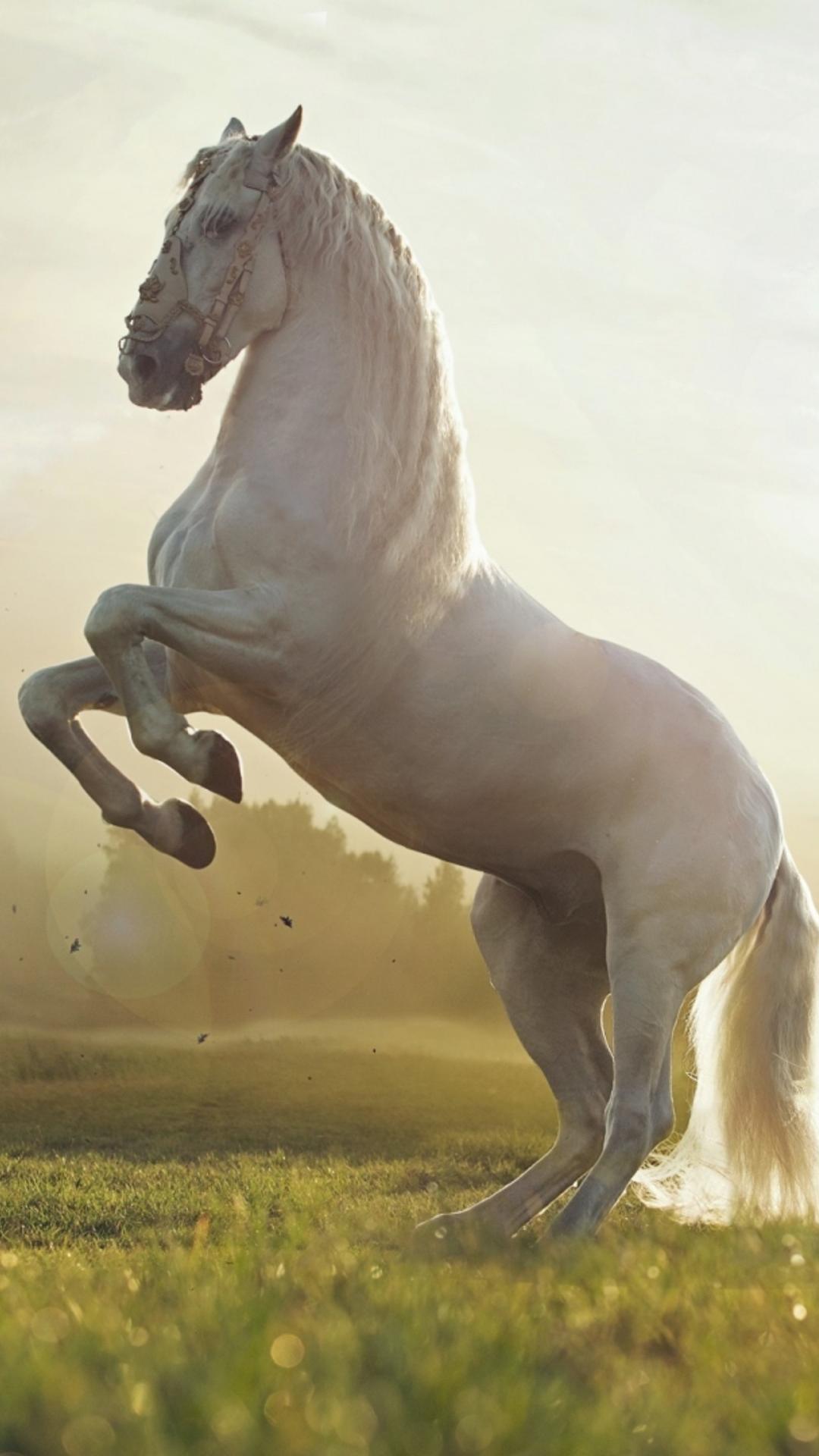 A beautiful white horse on the field in the sunlight