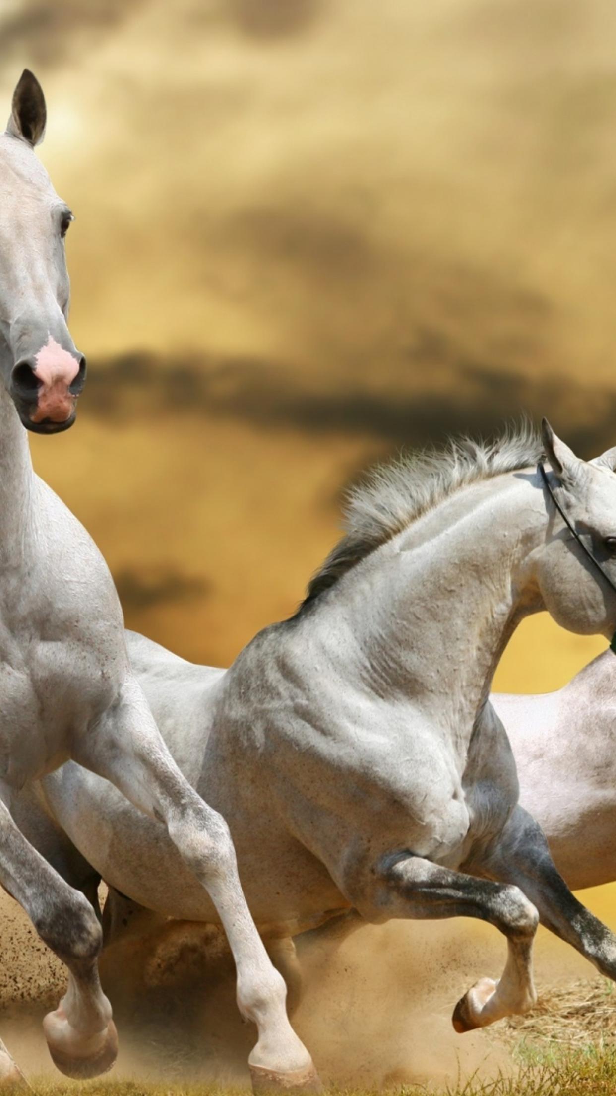 Three beautiful white horses running