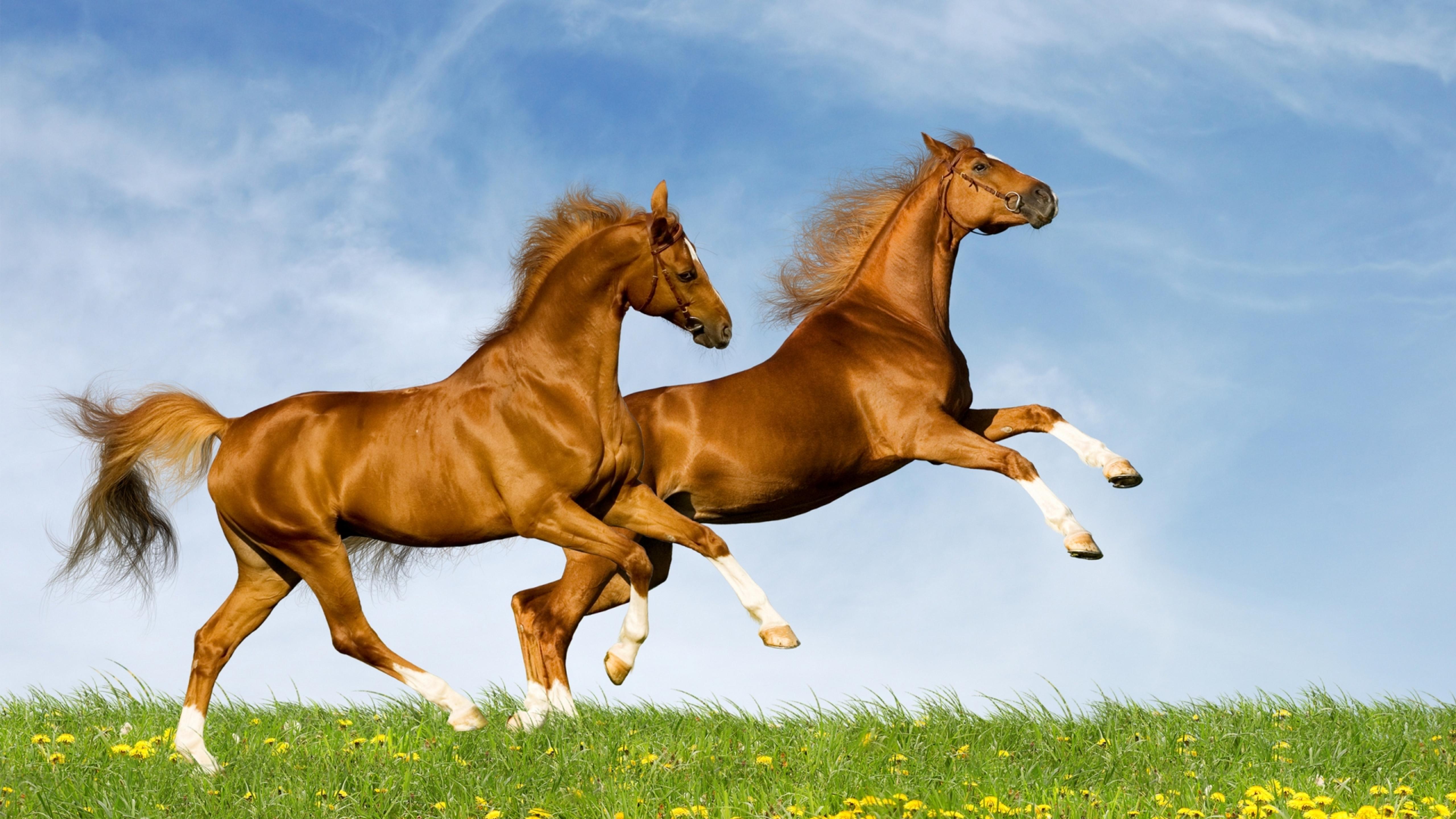 Two amazing horses running on the green field