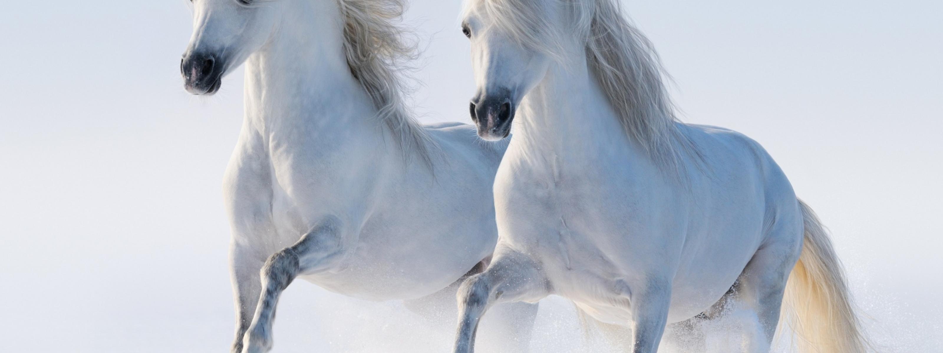 Two beautiful white horses running in the snow