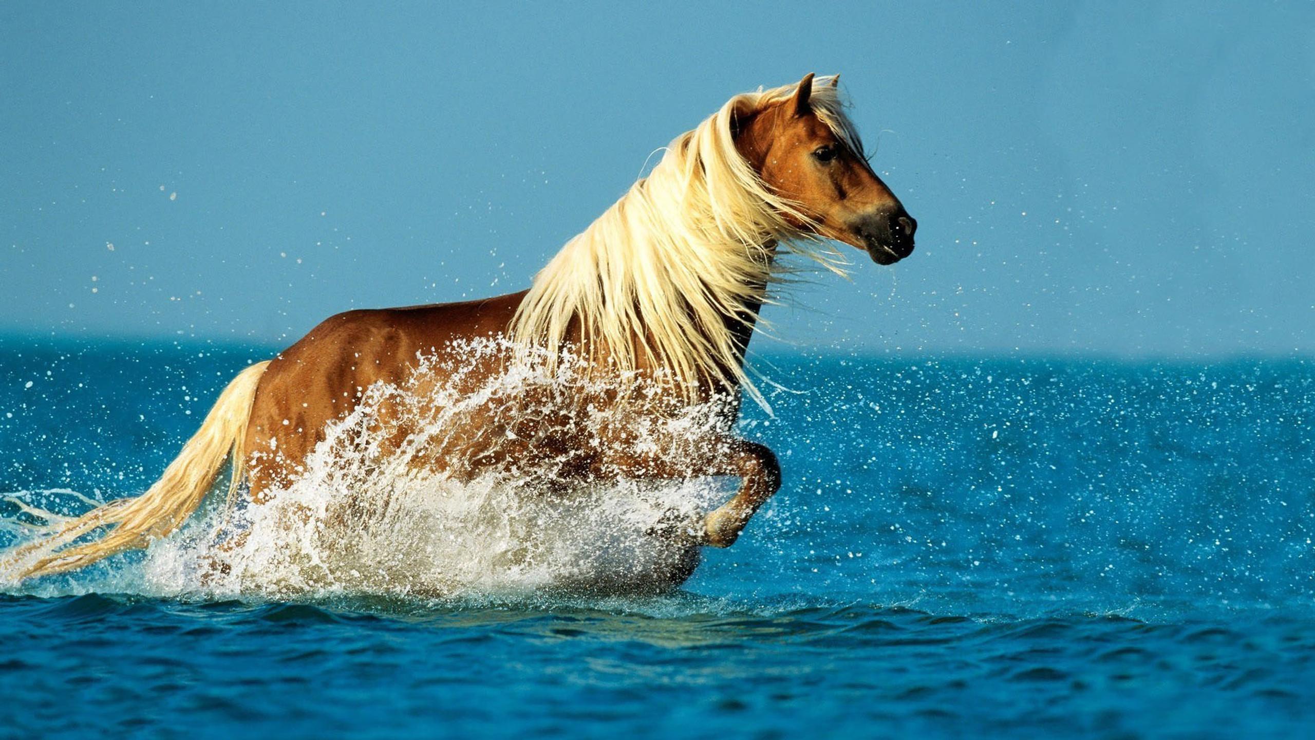 Wonderful horse running in the water - HD animal wallpaper