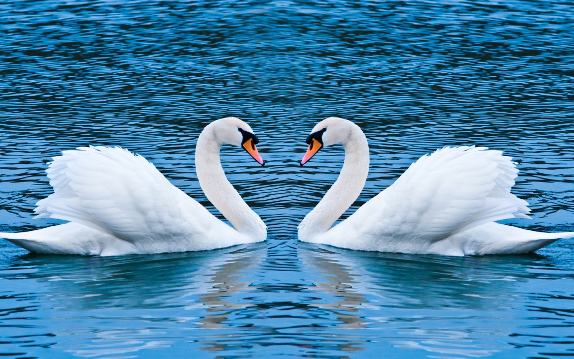 Download Wallpaper Swan love, two swans on the lake