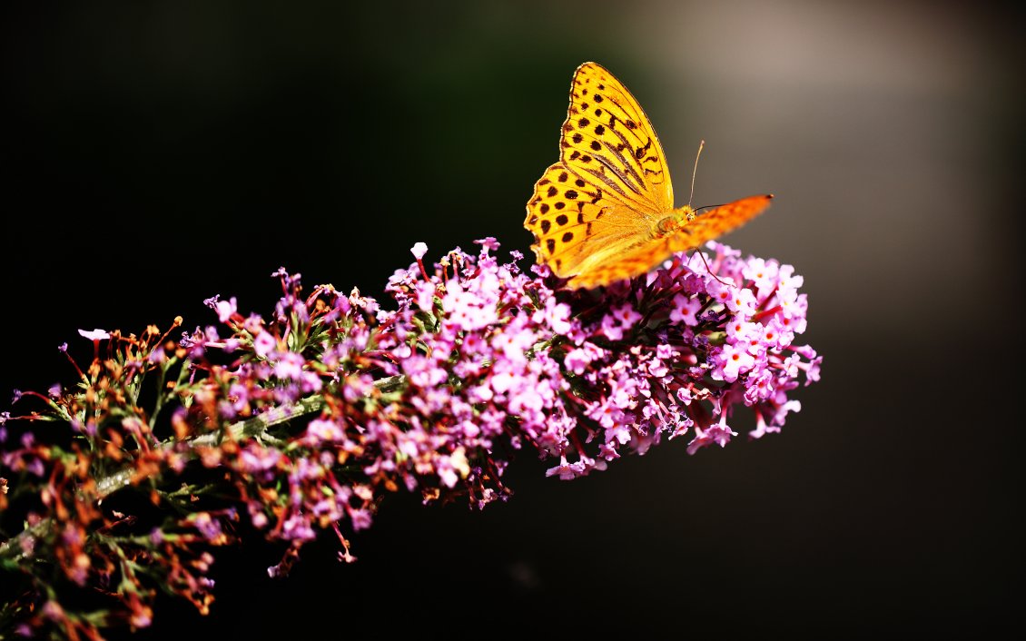 Download Wallpaper Flower with sweet yelow butterfly