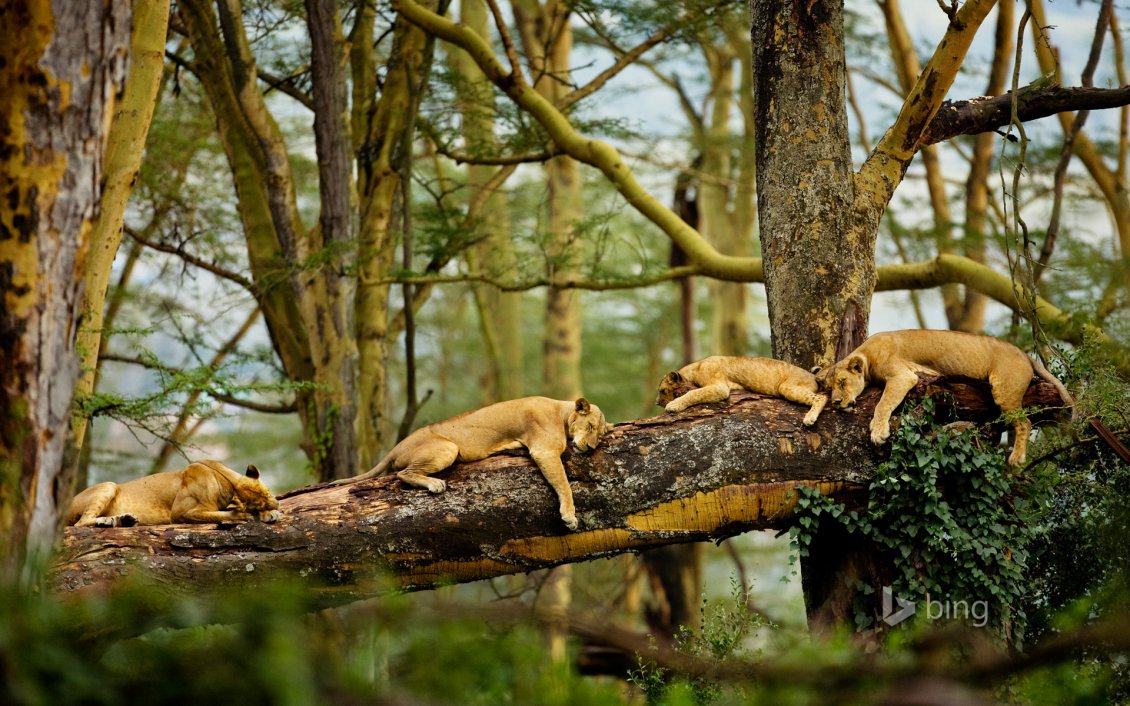 Download Wallpaper Sleeping lions in the forest