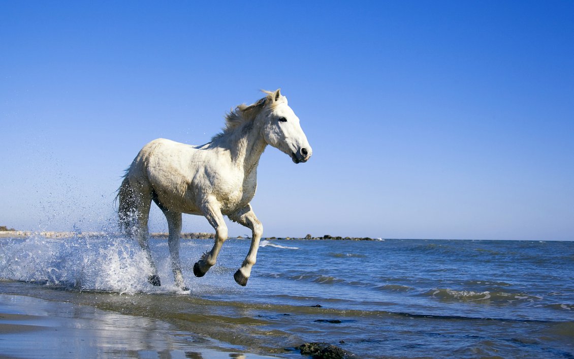 Download Wallpaper White horse running in water