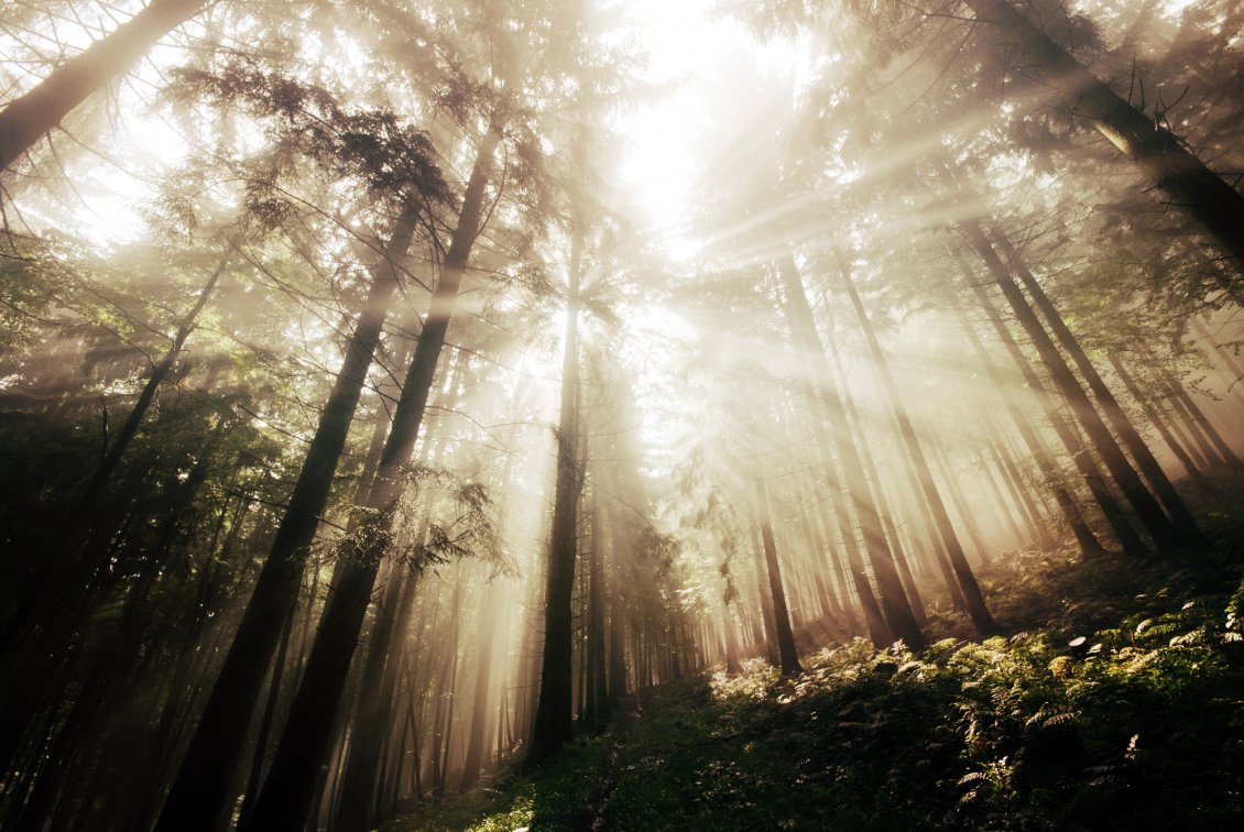 Download Wallpaper Sun penetrating the trees in the forest
