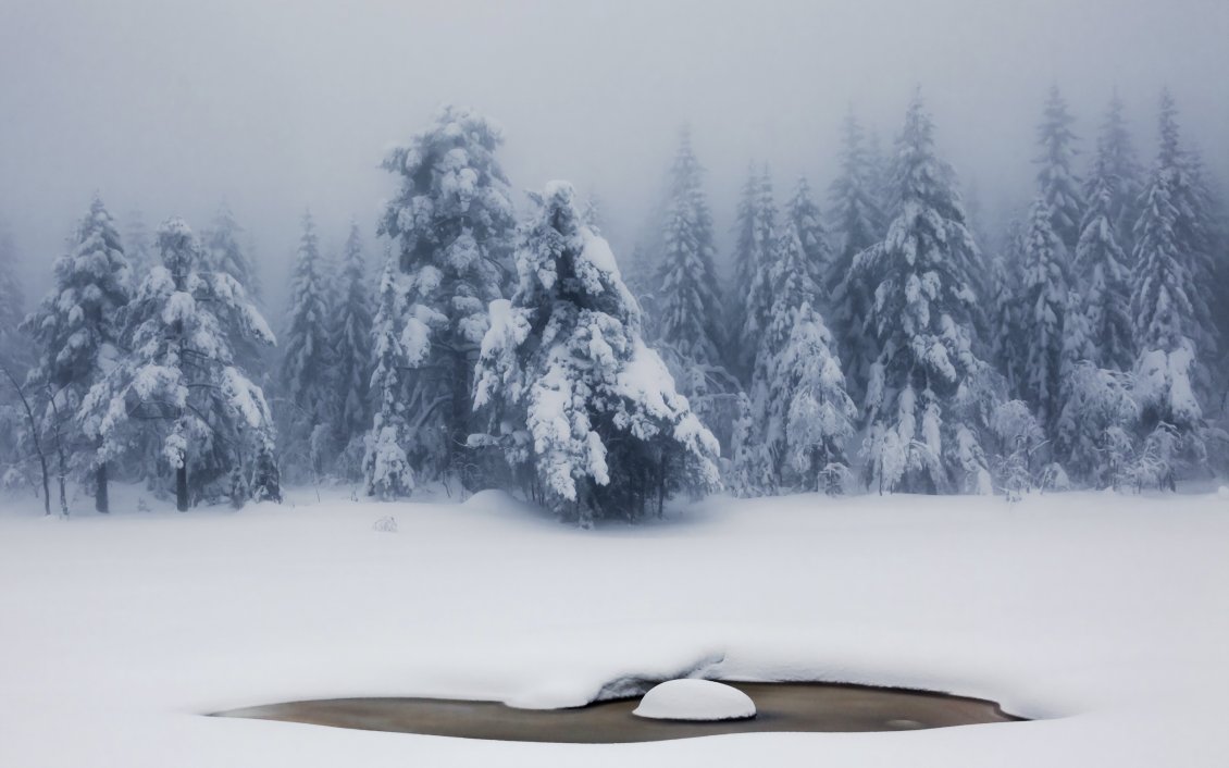 Download Wallpaper Winter in the forest, snow on trees