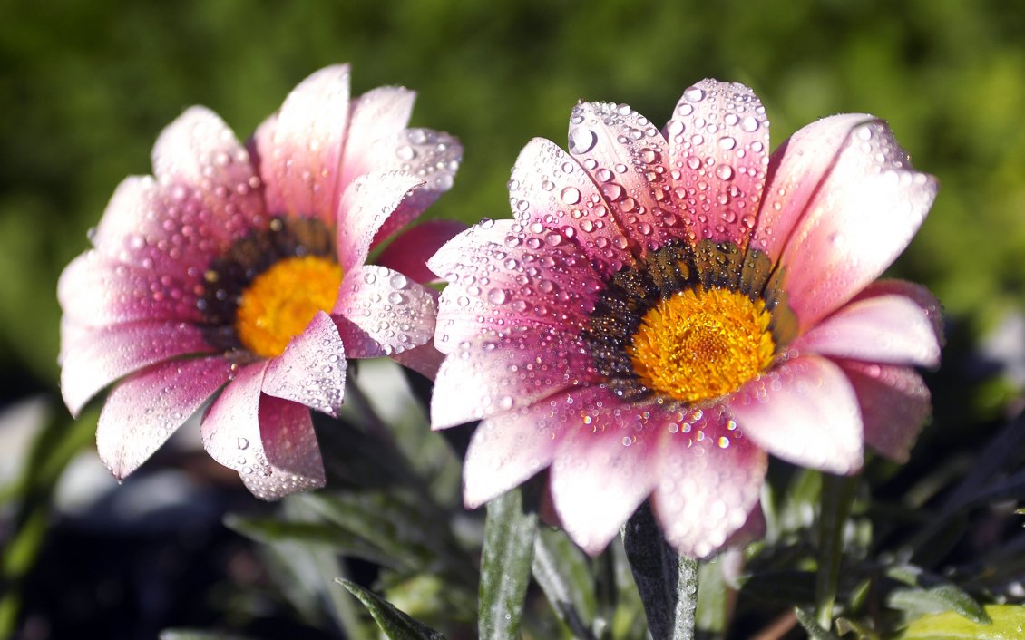 Download Wallpaper Pink flowers with dew in the morning