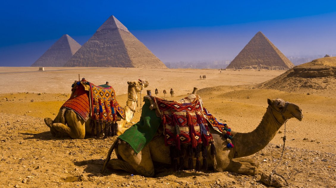 Download Wallpaper Camels resting in the desert and pyramids