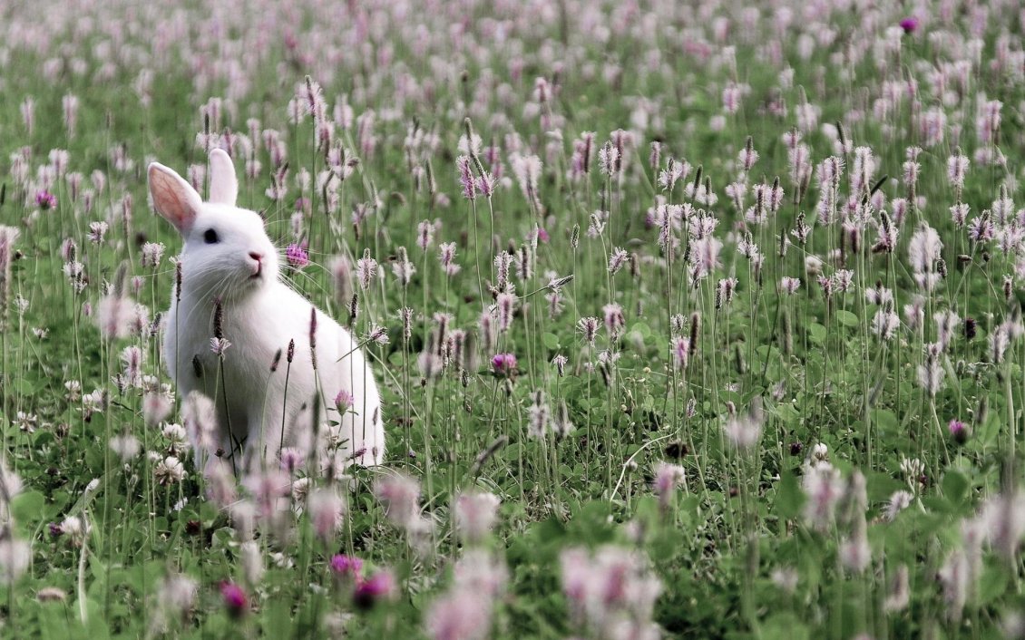 Download Wallpaper White rabbit on the field with grass and flowers