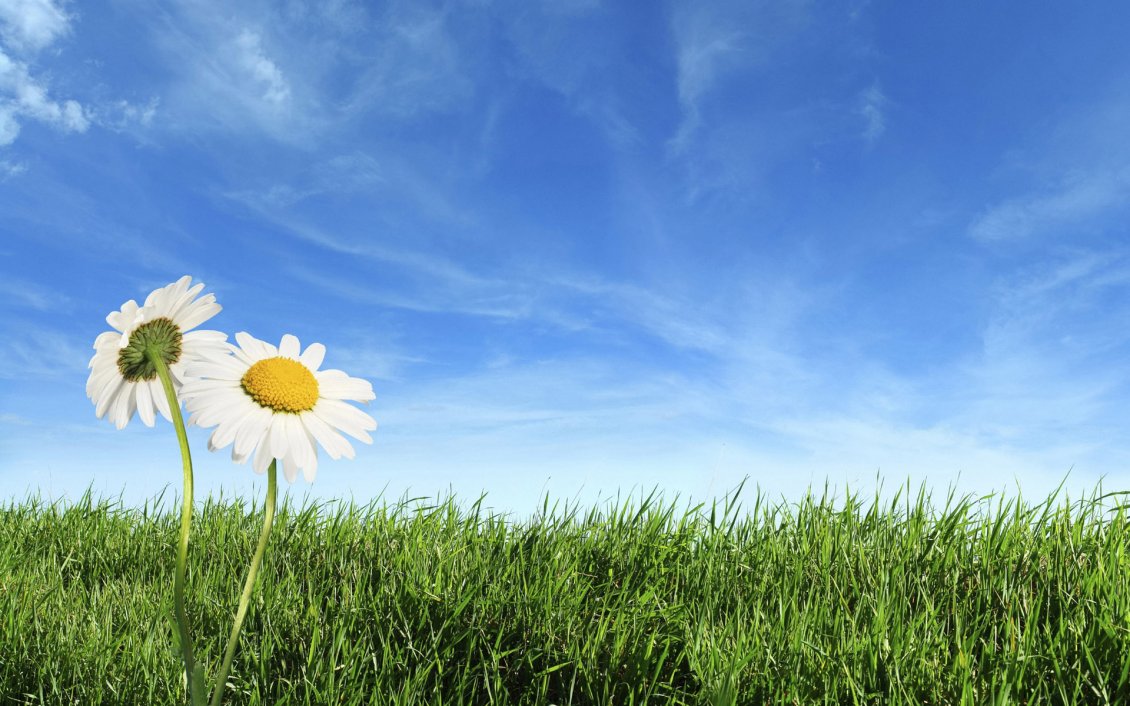 Download Wallpaper Daisies in the green grass - beautiful summer time