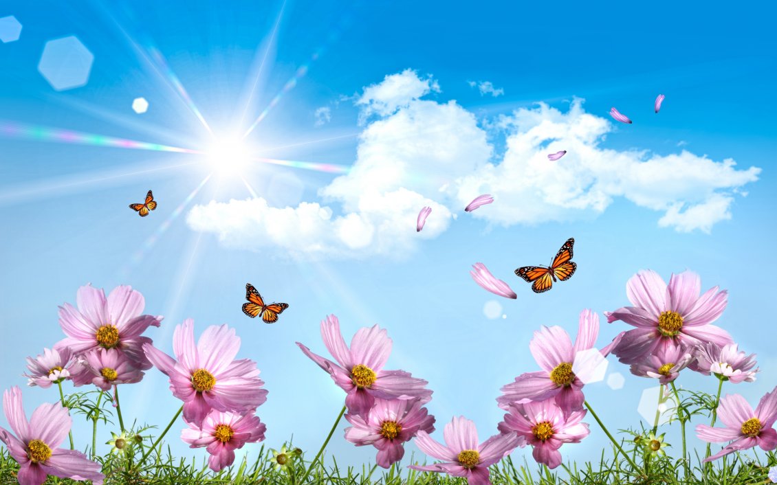 Download Wallpaper Pink flowers and butterflies in the sunshine