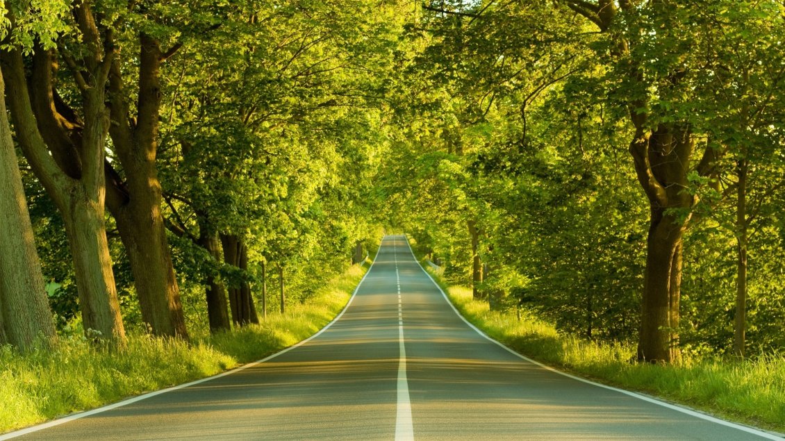 Download Wallpaper Road through green forest - Summer day