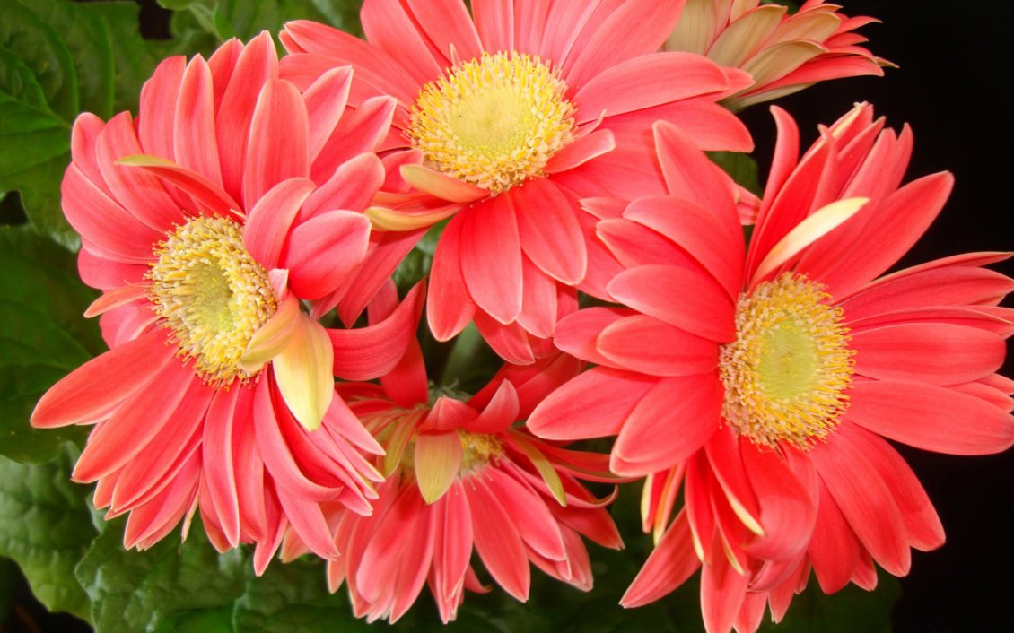 Download Wallpaper Bouquet of red flowers. Five daisies.