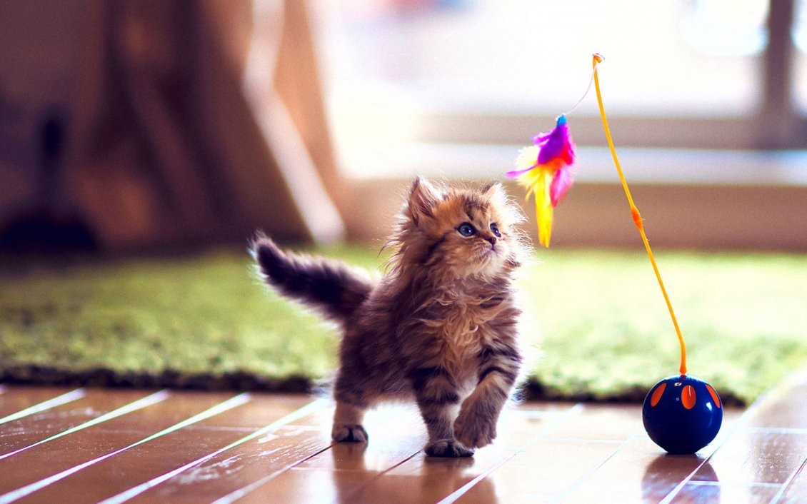 Download Wallpaper A sweet and playful cat