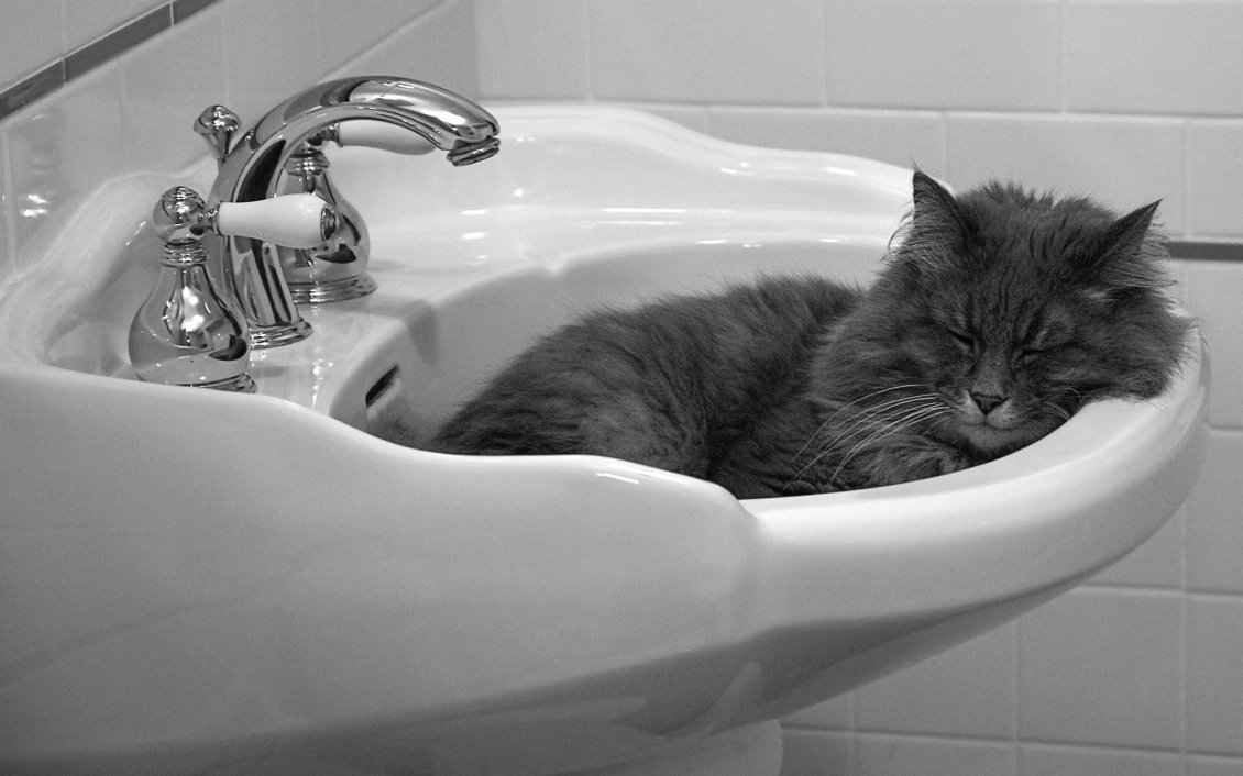 Download Wallpaper The cat slept in sink. It is very funny.