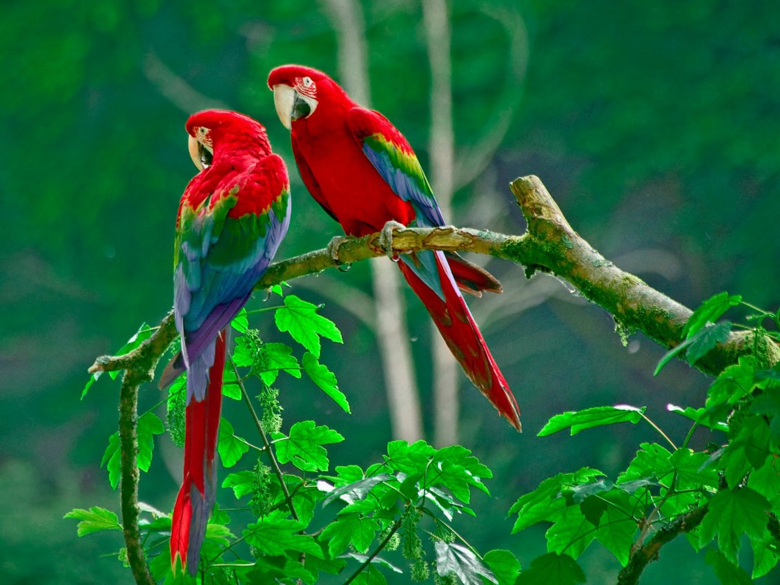 Download Wallpaper Two parrots very colorful on a twig