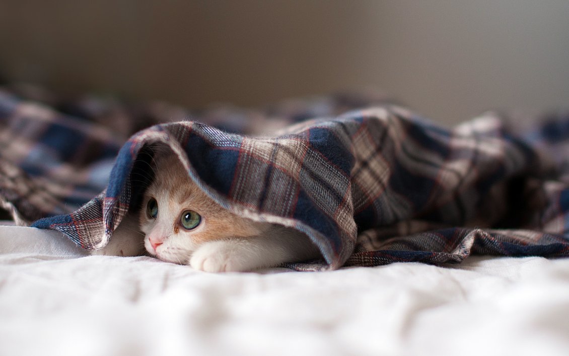 Download Wallpaper Cute cat hiding under blue blanket
