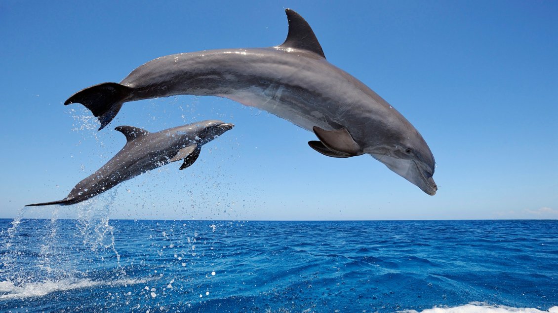 Download Wallpaper Two dolphins jumping in the sea