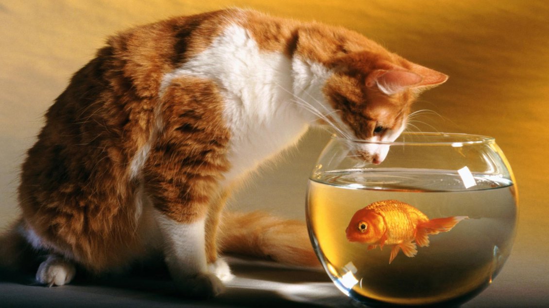 Download Wallpaper Cat wants to steal fish from the aquarium