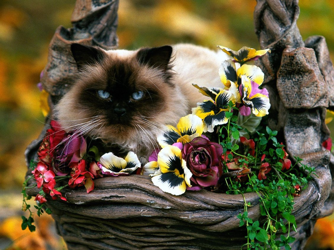 Download Wallpaper A siamese cat between colorful flowers